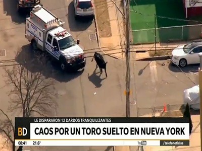 Insólita persecución de un toro suelto por las calles de Nueva York