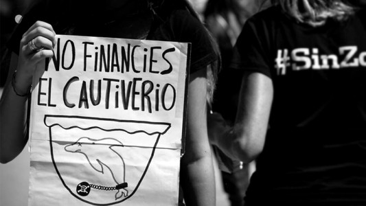 Denuncian uso de animales en espectáculo de Mundo Marino y piden que se cumpla una ordenanza que lo prohíbe