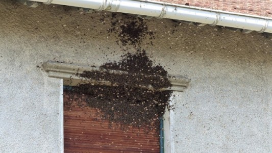 Murió picado por abejas que irrumpieron en forma repentina en su casa