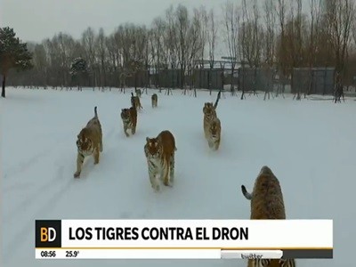 Los tigres contra el dron