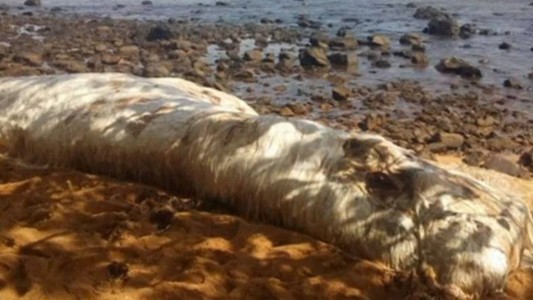 La extraña criatura marina que apareció en una playa de Filipinas
