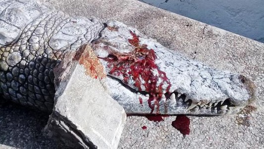 Túnez: un grupo de visitantes mató a piedrazos a un cocodrilo del zoo