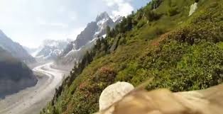 Pusieron una cámara en un águila:  así vuela en picada y caza