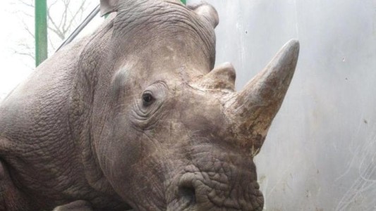 Indignación en Francia: asesinaron un rinoceronte en un zoológico para quitarle el cuerno