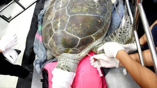 Operaron a una tortuga y le sacaron 915 monedas del estómago