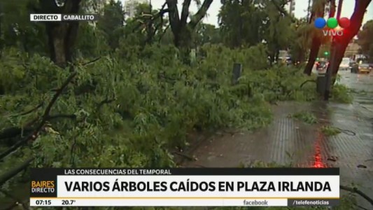 Arboles caidos en Plaza Irlanda
