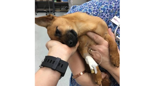 Rescataron a un cachorro con sobredosis de heroína