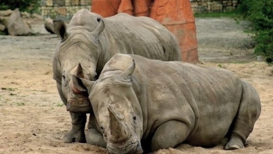 Zoológico anunció que le cortará los cuernos a los rinocerontes para evitar el ataque de cazadores furtivos
