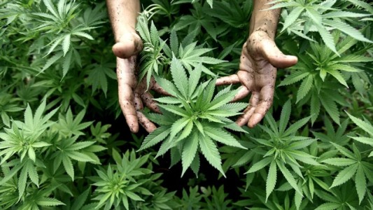 Abrirán en Mendoza una clínica de cannabis medicinal