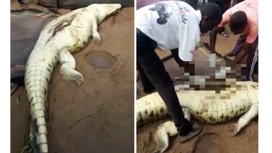 Mataron a un cocodrilo, lo abrieron y sacaron los restos de un niño