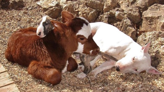 La historia de la ternera que actúa como un perro