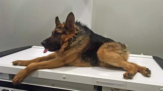 Quasimodo, el perro jorobado que enternece a todos en las redes sociales