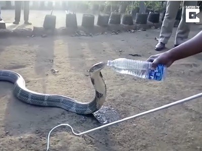 #EsViral La cobra que bebe de una botella
