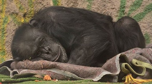 La chimpancé Cecilia viaja a su nuevo hogar en un santuario de Brasil