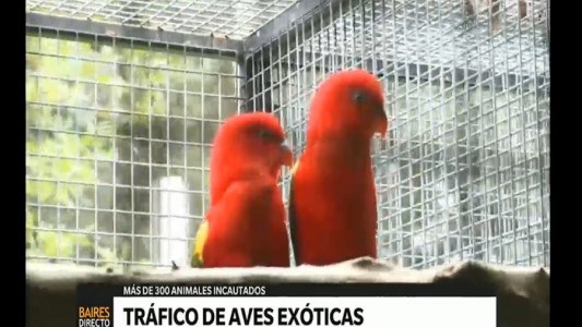 Tráfico de animales: incautaron más de 300 aves exóticas