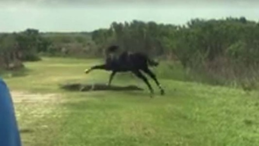 La feroz pelea entre un caballo salvaje y un cocodrilo