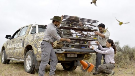 Recuperan más de 50 aves de la venta ilegal que se ofrecían en redes sociales en Mendoza