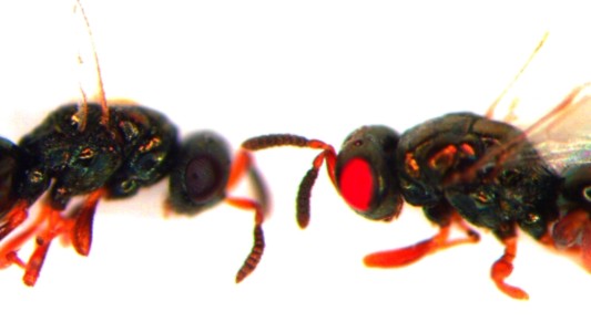 Crearon avispas mutantes de ojos rojos