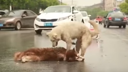 El desgarrador video que muestra a un perro ayudando a su compañero moribundo
