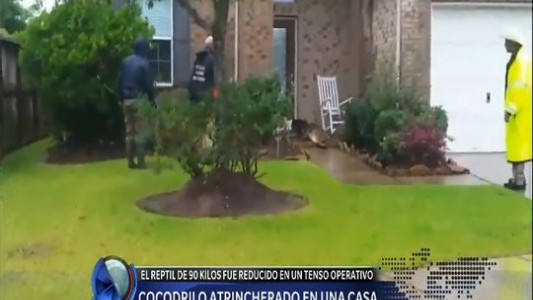 Un cocodrilo se atrincheró en una casa