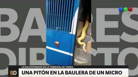 Hallaron una pitón en la baulera de un micro en la terminal de Tandil