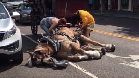 Videos desgarradores: un caballo se desvanece mientras llevaba un carruaje con turistas