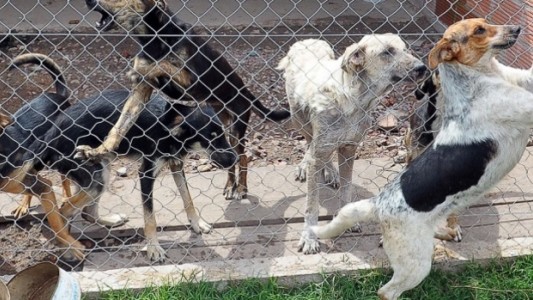 Día del animal: La adopción responsable de mascotas, un acto de amor y compromiso