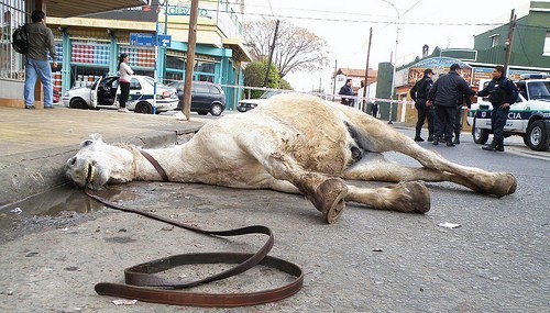 Proteccionistas presentaron un proyecto para erradicar la tracción a sangre y reconvertir las jineteadas