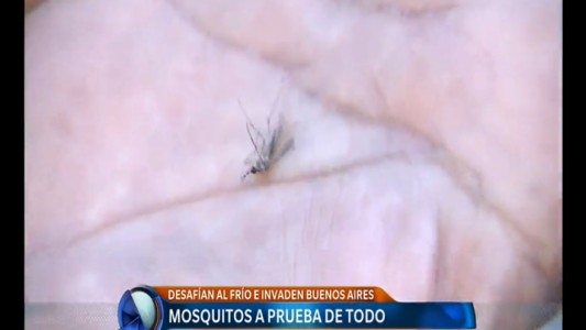 ¿Por qué causan tanta molestia las picadas de los mosquitos que vinieron de la Patagonia?