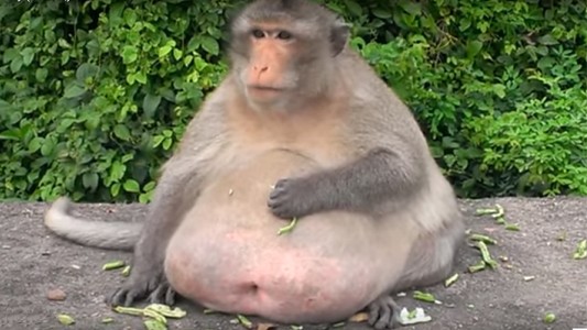 La historia de "Tío Gordo", el mono con sobrepeso de Tailandia