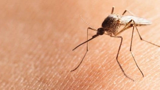 Invasión de mosquitos en Buenos Aires: el humor se adueñó de las redes