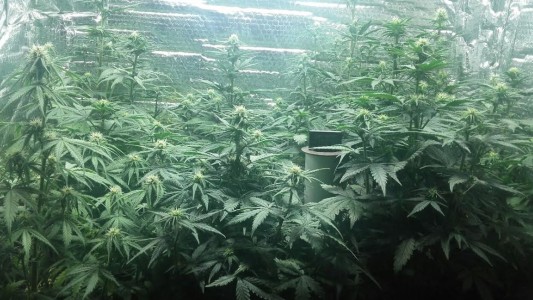 Detienen a una pareja que tenía 28 plantas de marihuana en un invernadero en Campana