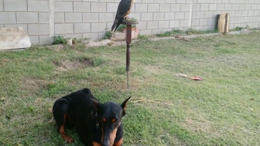 Ladrones envenenaron al perro para entrar en una casa y hasta se robaron un halcón