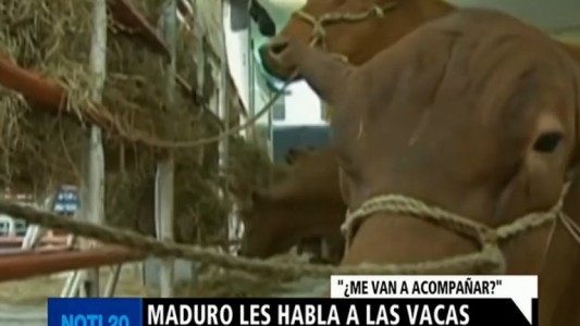 Video: Nicolás Maduro habló con un grupo de vacas y les pidió que lo apoyen