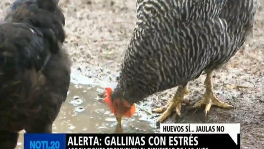 Alerta: gallinas con estrés