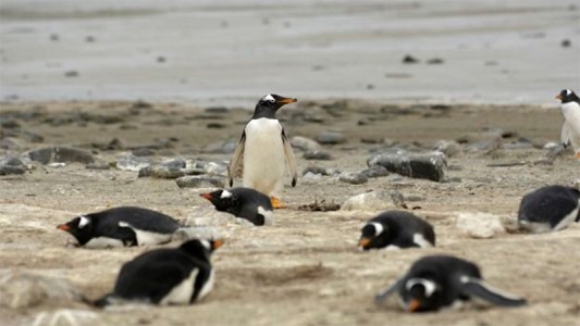 Malvinas: cómo viven los pingüinos en una playa plagada de minas antipersonales