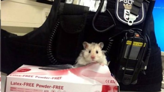 El hámster rescatado que se convirtió en policía