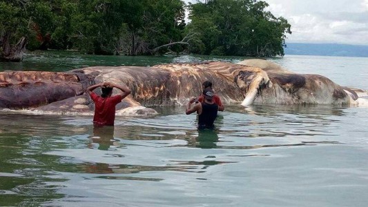 Video: desconcierto en Indonesia por el cadáver de un "monstruo marino"