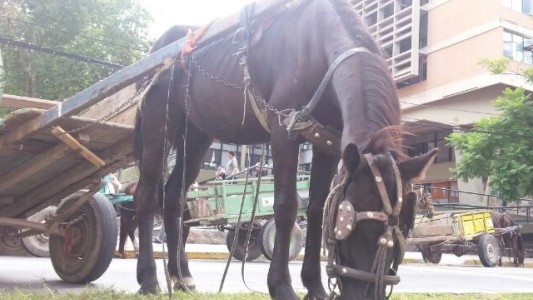 ONG denuncia que "hay más de 100 mil animales en situación de trabajo en la república"