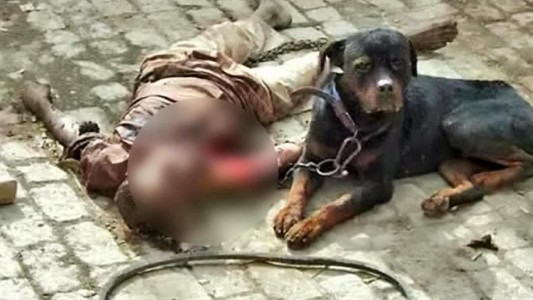Horror en India: un rottweiler mató a un hombre y se comió parte de su cuerpo