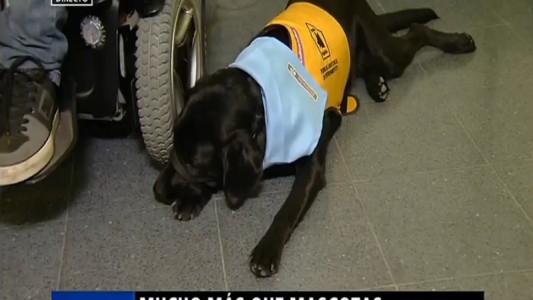Personas con discapacidad podrán viajar junto a sus perros de asistencia en el subte