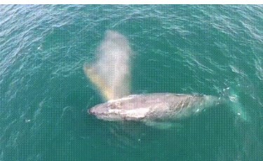 Viral eterno: el arco iris de la ballena volvió a enloquecer a todos