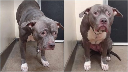 Video desgarrador: el momento en el que una perra comprende que sus dueños la abandonaron y no volverán