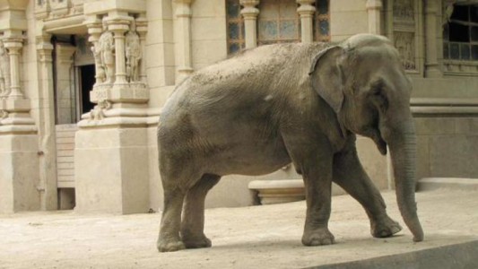 Termina la novela de la elefanta Mara: será trasladada a un santuario en Brasil