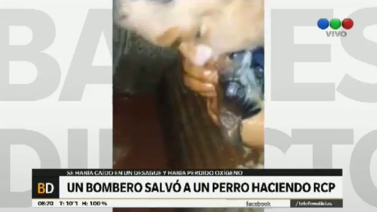 Video: Así fue el emotivo rescate de un perrito atrapado en un desagüe