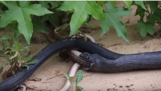 Video: serpiente se come a otra y la vomita viva