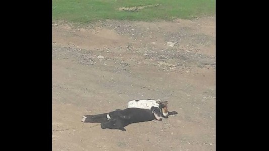 Conmovedor: Un camionero adoptó a dos cachorros que estaban sobre su madre muerta en la ruta