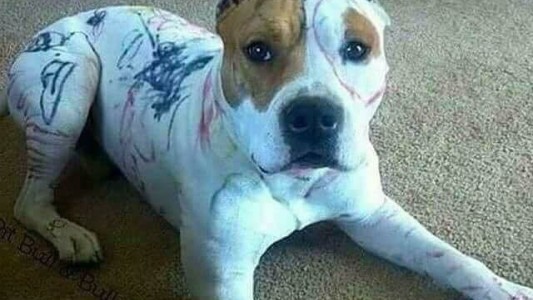 El tuit que destruye mitos sobre "razas peligrosas" de perros