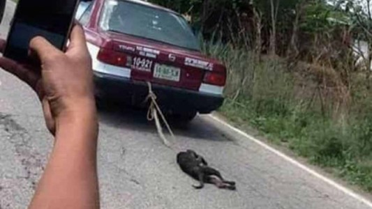Video escándalo: así castigaron a un perro que se había comido un pollo