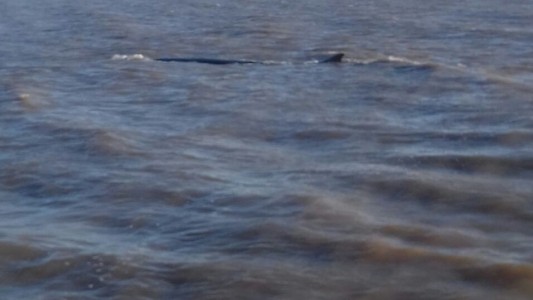 Apareció una ballena en Dock Sud